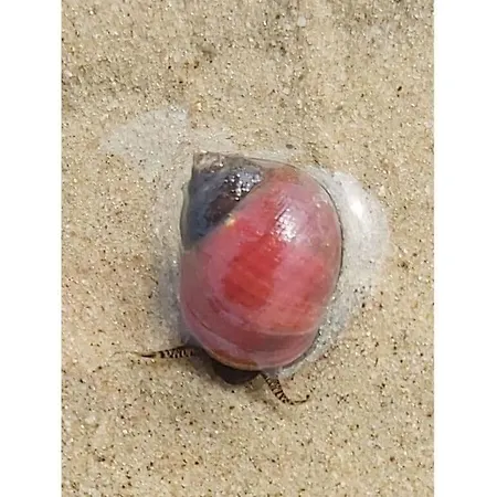 Сasa de vacaciones App 63 Comfortable