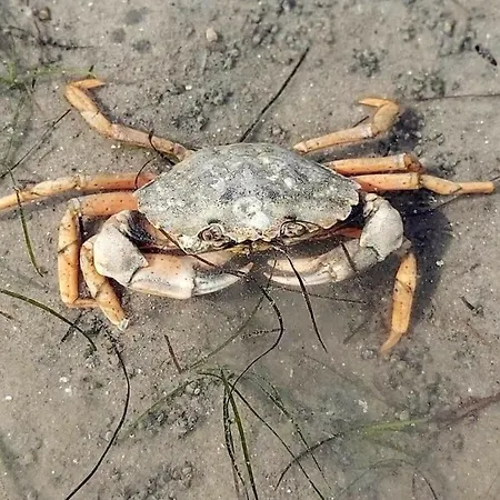 Hébergement de vacances App 63 Comfortable