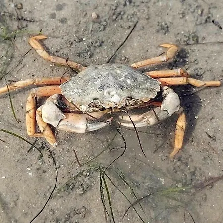 App 63 Comfortable Сasa de vacaciones Nordstrand